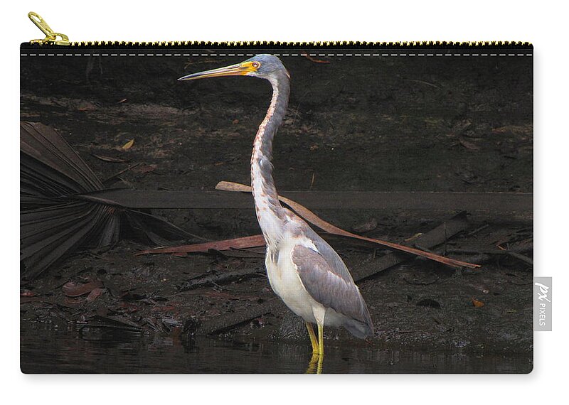 Tri-colored Heron Zip Pouch featuring the photograph Portrait of a Tri-colored Heron by Barbara Bowen