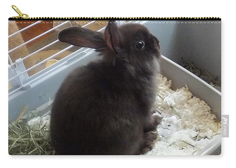 Rabbit Zip Pouch featuring the photograph Portrait Of Bunbunz by Denise F Fulmer