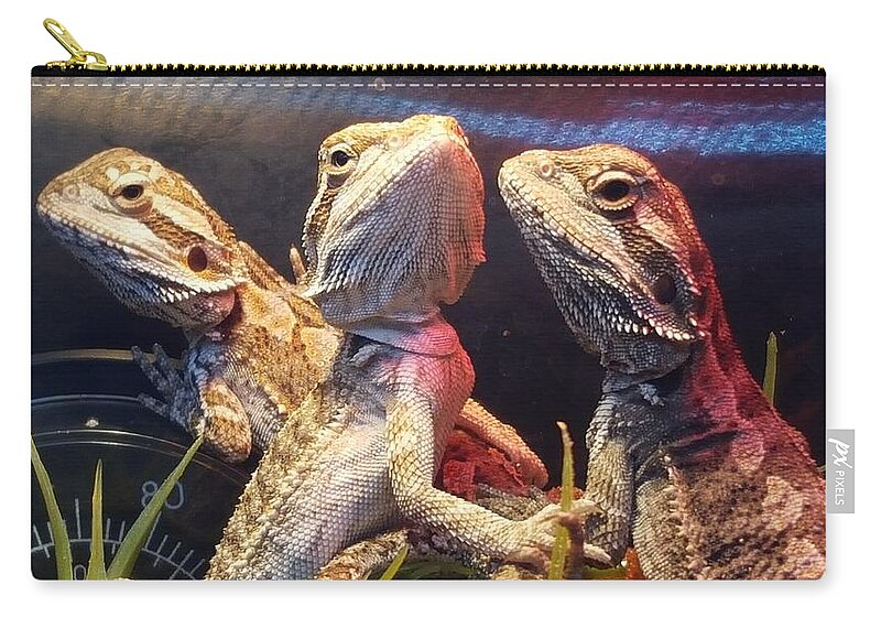 Reptiles Zip Pouch featuring the photograph Posers at the Pet Store by Dani McEvoy