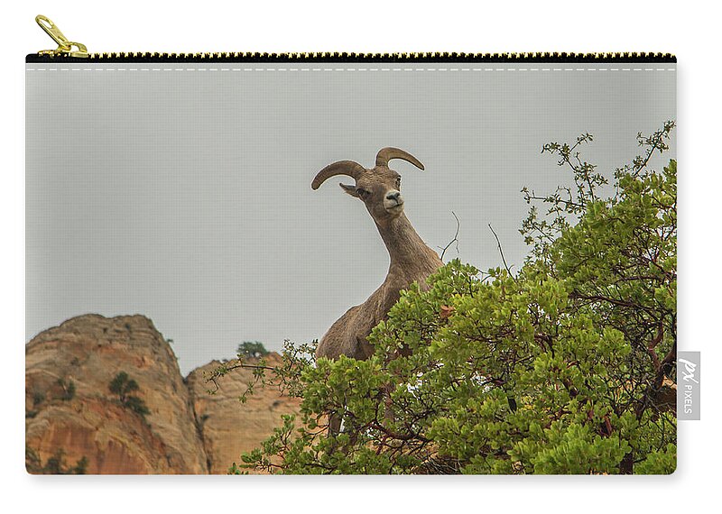Mountain Sheep Zip Pouch featuring the photograph Posing for the Camera 2 by Doug Scrima
