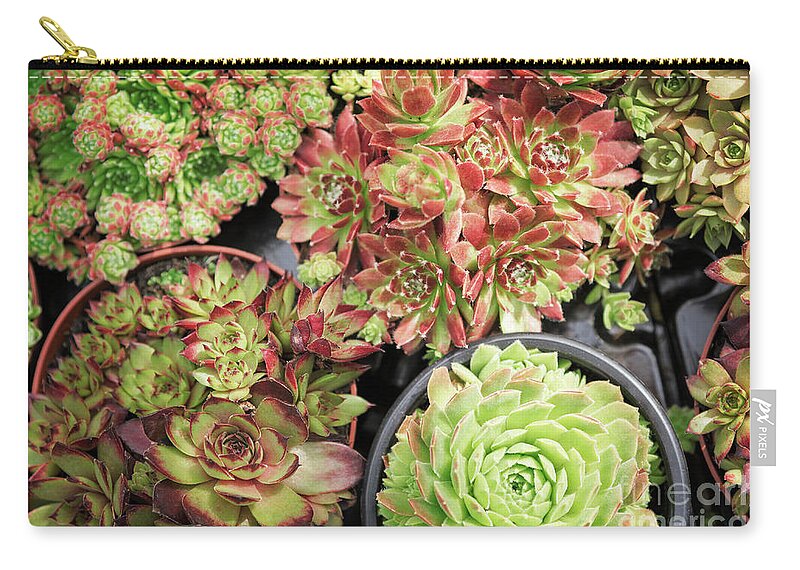 Potted Zip Pouch featuring the photograph Potted Succulent plants by Sophie McAulay