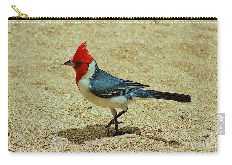 Red-crested Cardinal Zip Pouch featuring the photograph Prancing Brazil Cardinal by Craig Wood