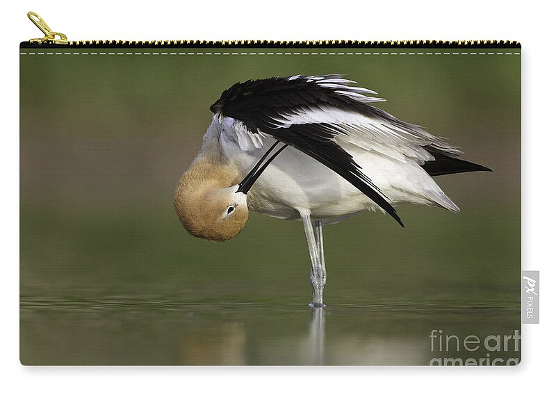 American Avocet Zip Pouch featuring the photograph Preening Avocet by Bryan Keil