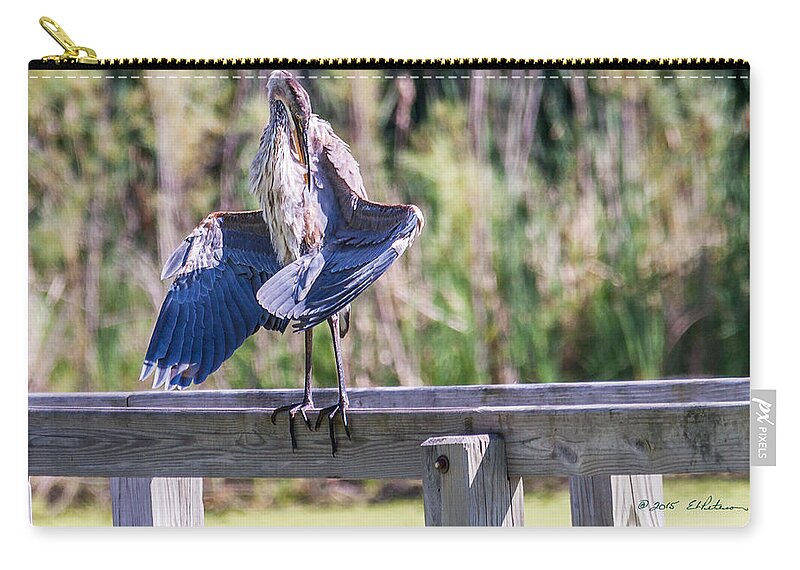 Great Blue Heron Zip Pouch featuring the photograph Preening Gret Blue Heron by Ed Peterson