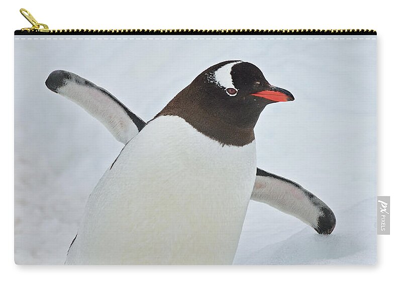 Gentoo Penguin Zip Pouch featuring the photograph Progressive by Tony Beck