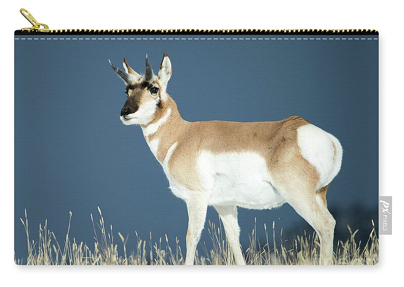 Pronghorn Zip Pouch featuring the photograph Pronghorn by Deby Dixon