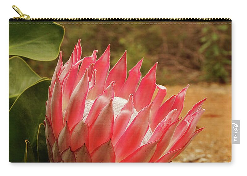 Protea Zip Pouch featuring the photograph Protea IV by Cassandra Buckley