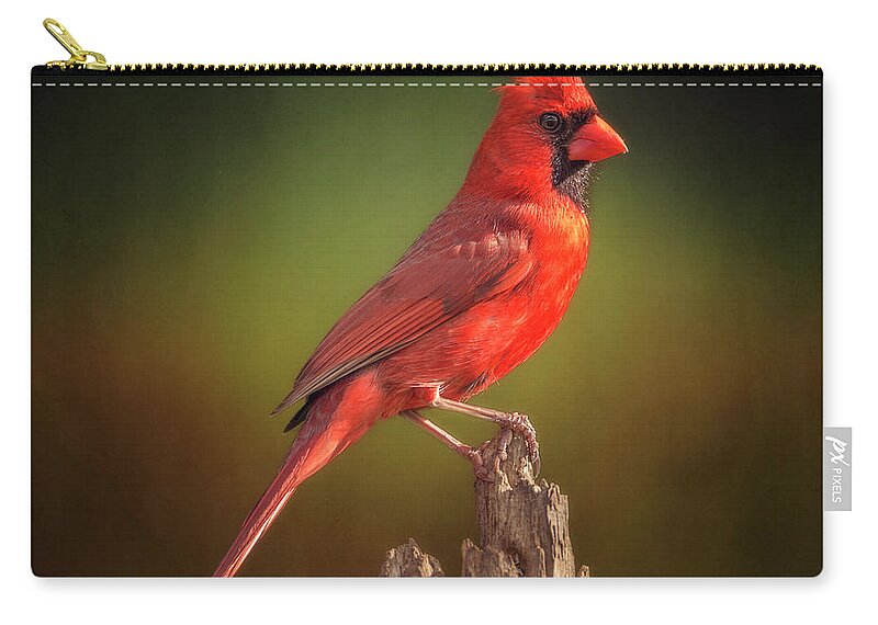 Cardinal Zip Pouch featuring the photograph Proud Mr. Redbird by Bill and Linda Tiepelman