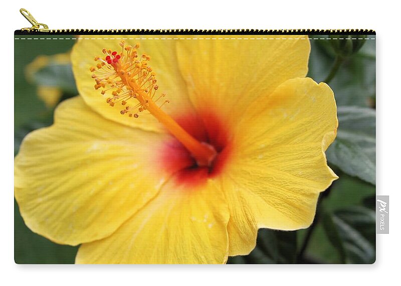 Flower Zip Pouch featuring the photograph Pua Aloalo by DJ Florek