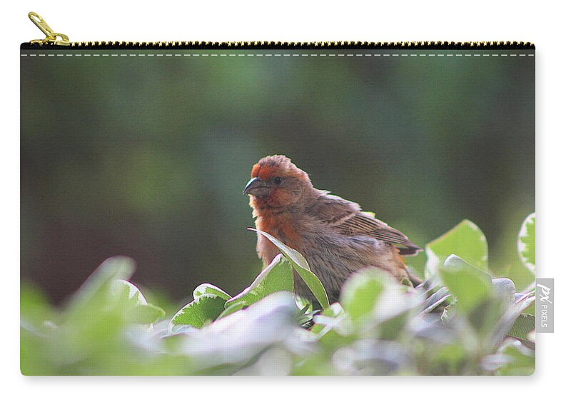 Red House Finch Zip Pouch featuring the photograph Puffed up Red House Finch by Colleen Cornelius