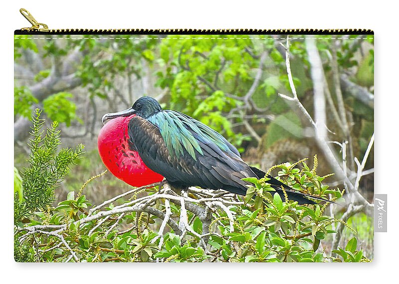 Frigate Bird Zip Pouch featuring the photograph Puffing Up When Courting by Don Mercer