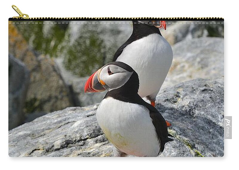 Puffins Zip Pouch featuring the photograph Puffins by Steve Brown