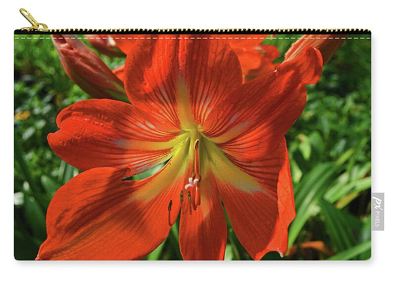 Amaryllis Zip Pouch featuring the photograph Pure Joy Amaryllis by George D Gordon III