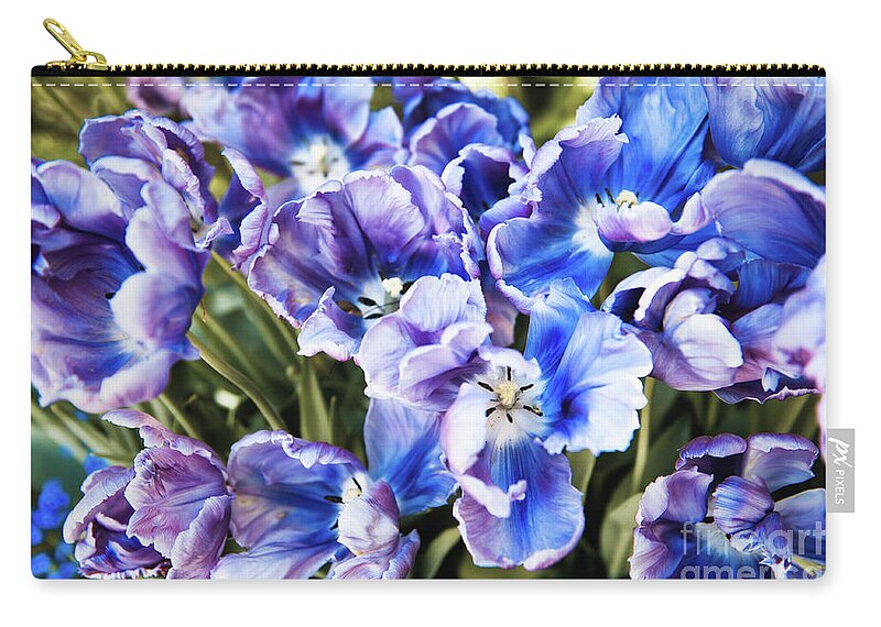 Purple Zip Pouch featuring the photograph Purple blue tulips blooming abstract by Arletta Cwalina