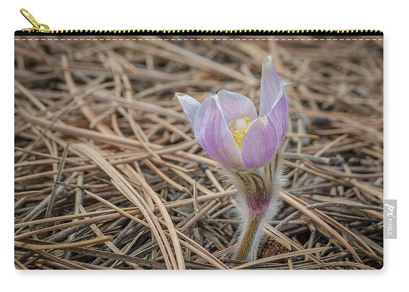 Pasqueflower Zip Pouch featuring the photograph Purple in the Pine by Greni Graph