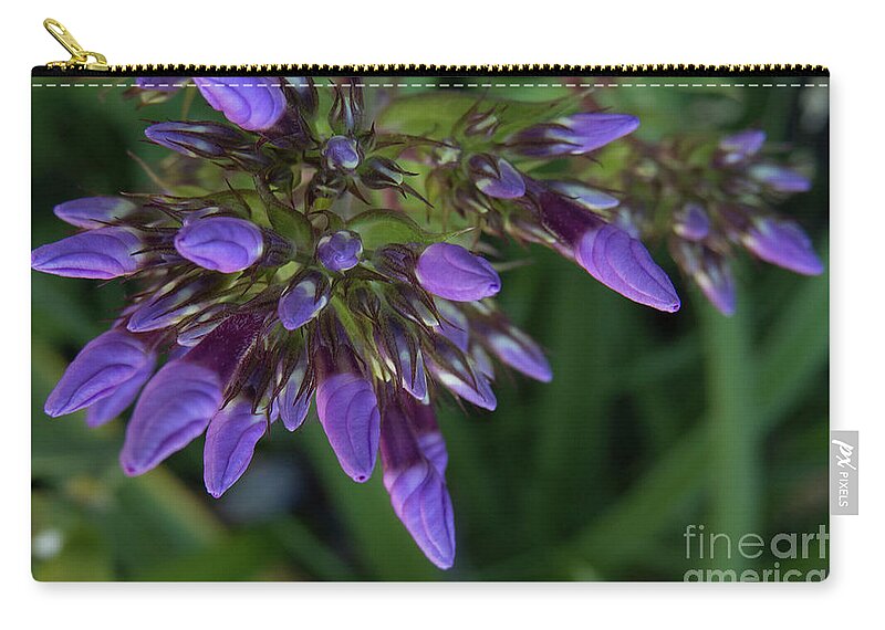 Purple Zip Pouch featuring the photograph Purple lights before the bloom by Christy Garavetto