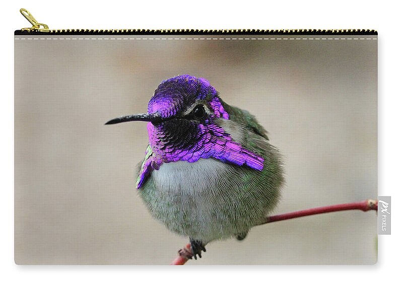 Costa's Hummingbird Zip Pouch featuring the photograph Purple Metal by Shoal Hollingsworth