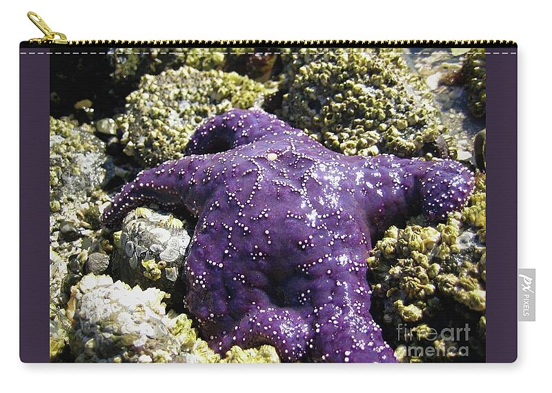  Wall Art Zip Pouch featuring the photograph Purple Star Fish by 'REA' Gallery