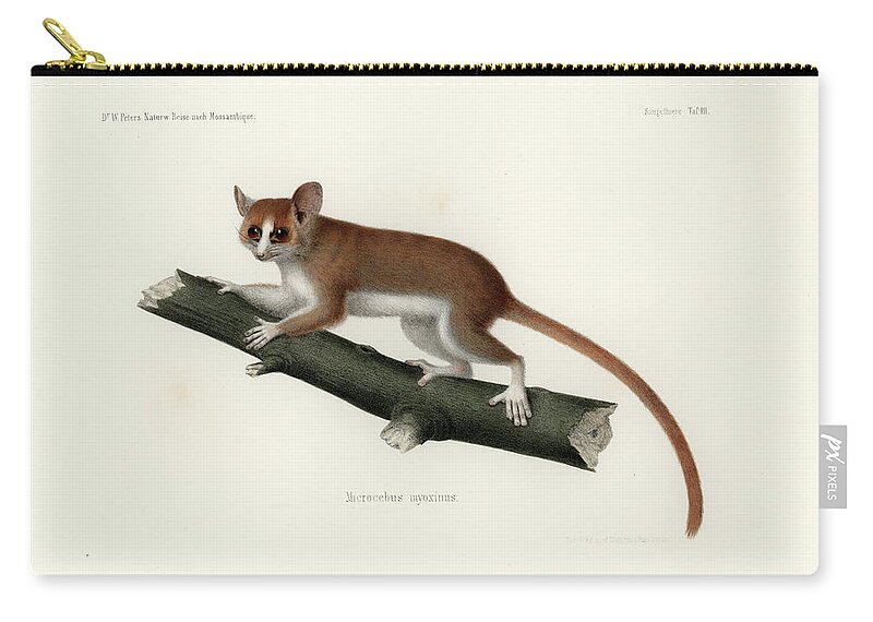 Pygmy Mouse Lemur Zip Pouch featuring the drawing Pygmy Mouse Lemur by Hugo Troschel