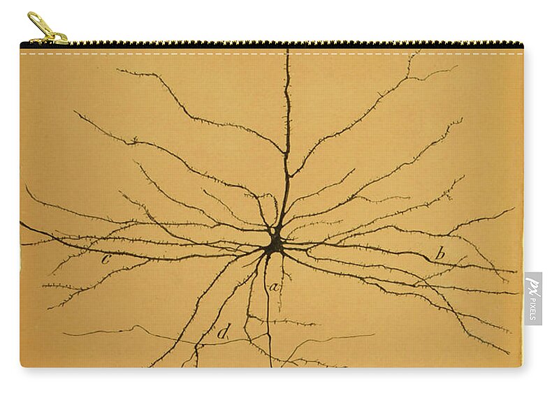 Pyramidal Cell Zip Pouch featuring the photograph Pyramidal Cell In Cerebral Cortex, Cajal by Science Source
