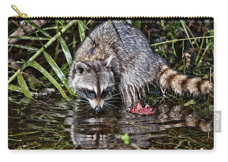Raccoon Zip Pouch featuring the photograph Raccoon Feeding in Water Beside a Red Leaf by Artful Imagery