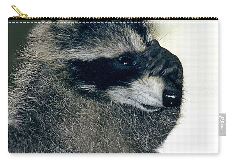 Faunagraphs Zip Pouch featuring the photograph Raccoon2 Peek-a-boo by Torie Tiffany