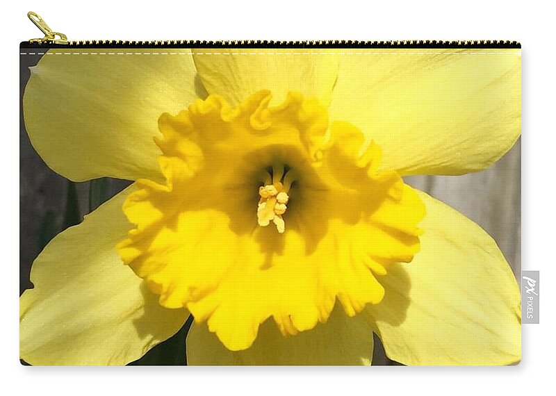 Flower Zip Pouch featuring the photograph Radiant Daffodil by CAC Graphics