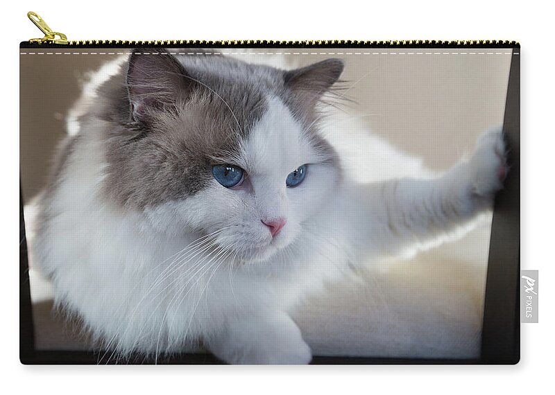 Ragdoll Zip Pouch featuring the photograph Ragdoll Senior Picture by John Daly