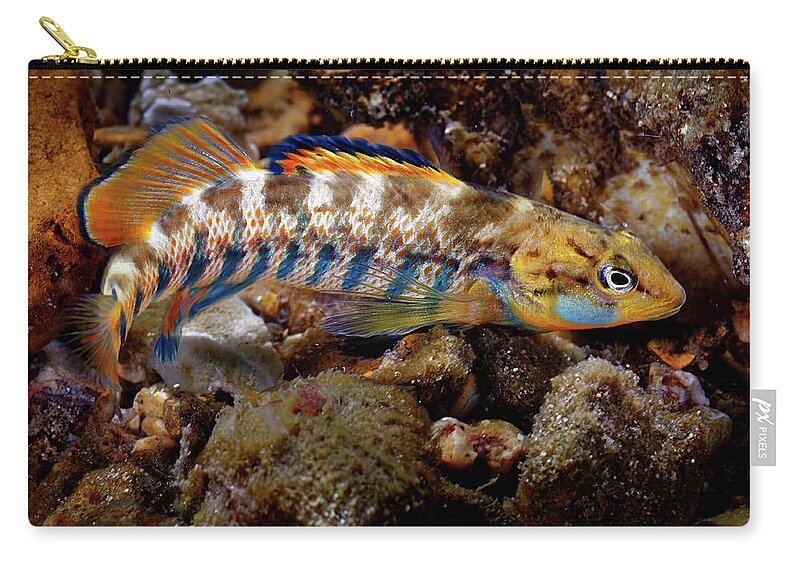 2016 Carry-all Pouch featuring the photograph Rainbow Darter by Robert Charity