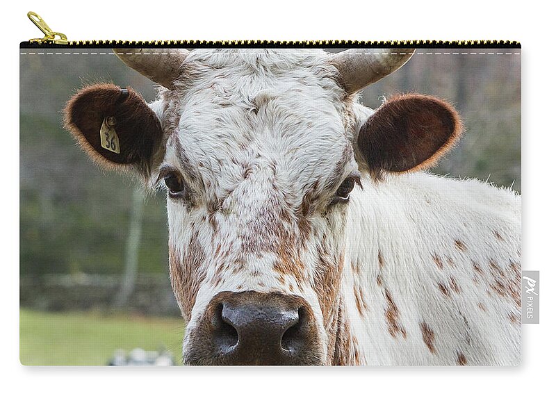 Square Zip Pouch featuring the photograph Randall Cow by Bill Wakeley