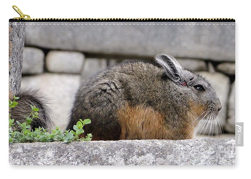 Whisker Zip Pouch featuring the photograph Rare Little Chincha by Barbie Corbett-Newmin