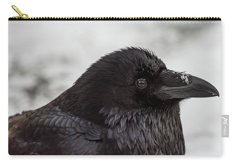 Raven Zip Pouch featuring the photograph Raven by David Kirby