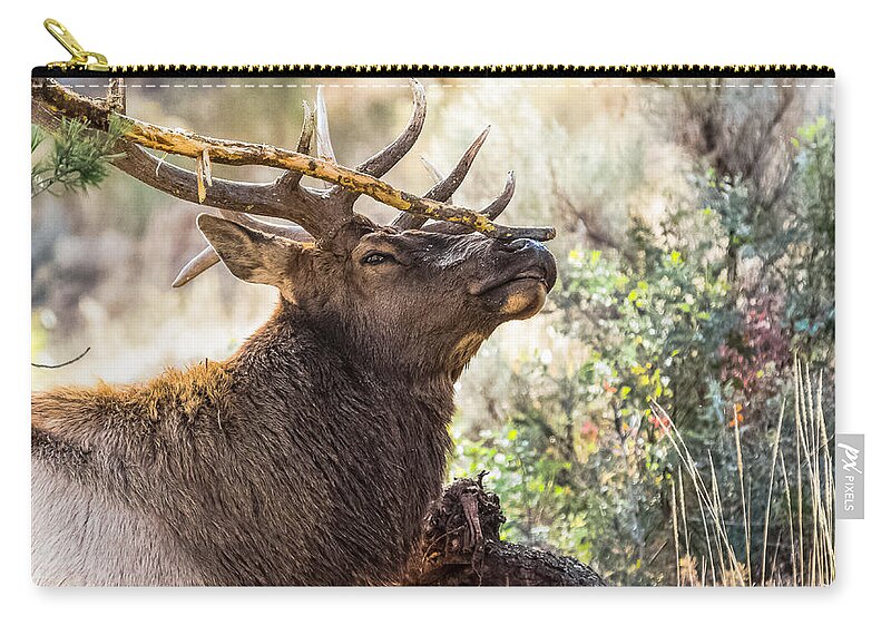 Bull Elk Zip Pouch featuring the photograph Ready For Rut by Yeates Photography