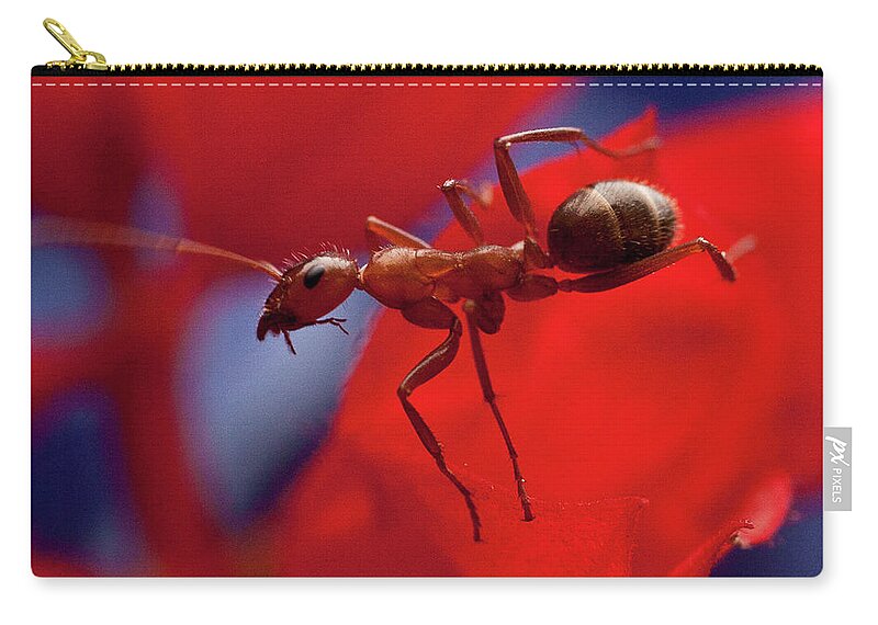 #jefffolger Zip Pouch featuring the photograph Red Ant Macro by Jeff Folger