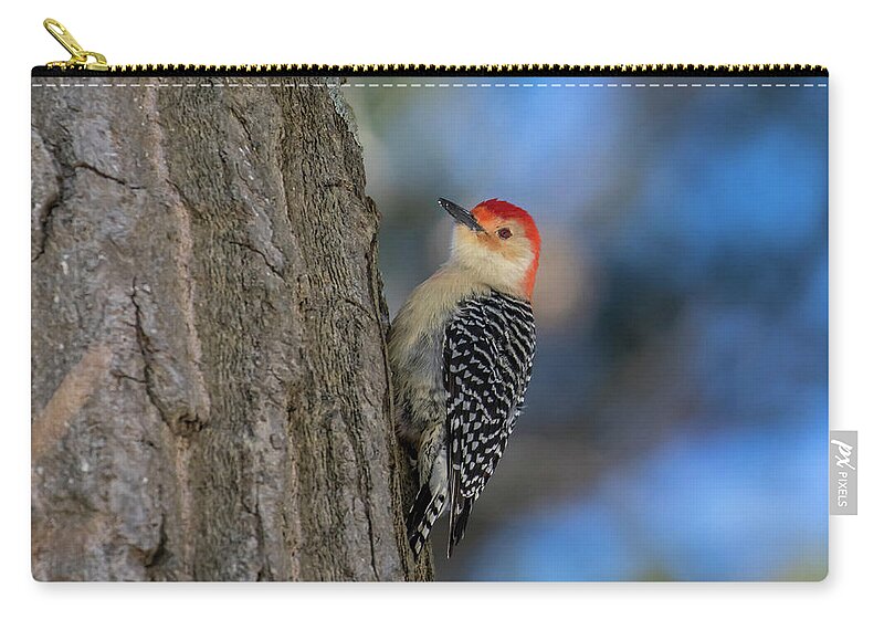 Bird Photography Zip Pouch featuring the photograph Red-bellied Wodpecker 3 by Gary Hall