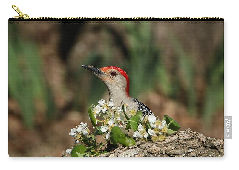 Nature Zip Pouch featuring the photograph Red-bellied Woodpecker in Spring by Sheila Brown