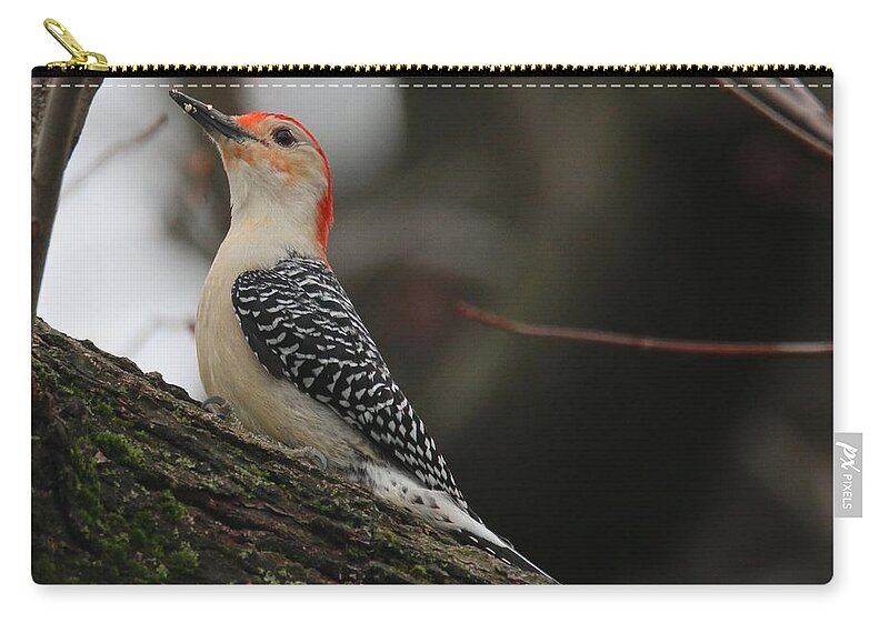 Red-bellied Woodpecker Zip Pouch featuring the photograph Red-bellied Woodpecker by Living Color Photography Lorraine Lynch