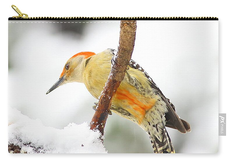 Red-bellied Woodpecker Zip Pouch featuring the photograph Red-bellied Woodpecker With Snow by Daniel Reed