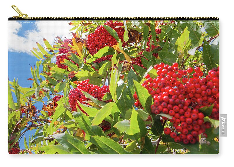 Red Zip Pouch featuring the photograph Red Berries, Blue Skies by D K Wall