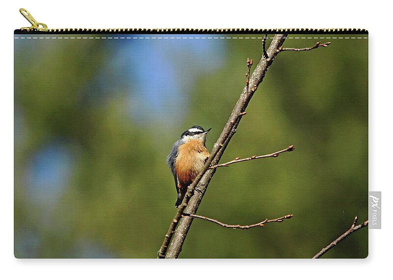 Nuthatch Zip Pouch featuring the photograph Red Breasted Nuthatch In Fall by Debbie Oppermann