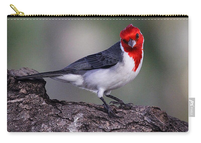 Bird Zip Pouch featuring the photograph Red Crested Posing by Jennifer Robin