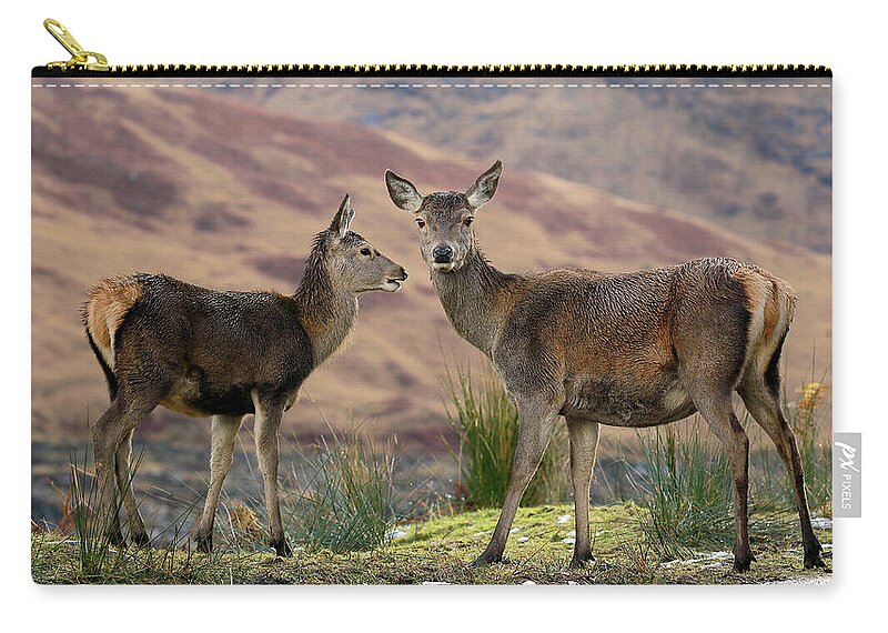 Deer Zip Pouch featuring the photograph Red Deer Fawns by Grant Glendinning
