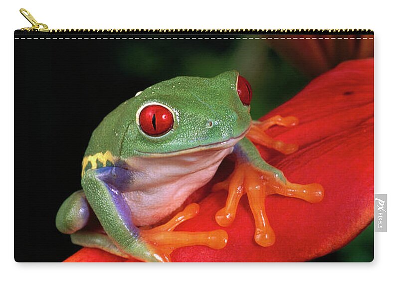 Mp Zip Pouch featuring the photograph Red-eyed Tree Frog Agalychnis by Michael Durham