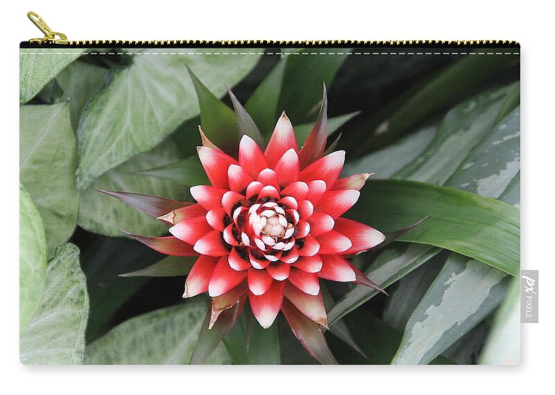 Flower Zip Pouch featuring the photograph Red Flower with White Tips by Allen Nice-Webb