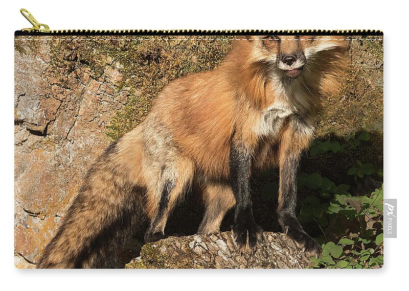 Red Fox Zip Pouch featuring the photograph Red Fox by Art Cole