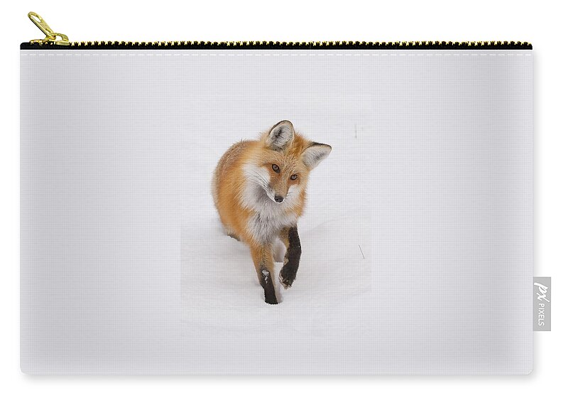 Red Fox Zip Pouch featuring the photograph Red Fox Portrait by Mark Miller