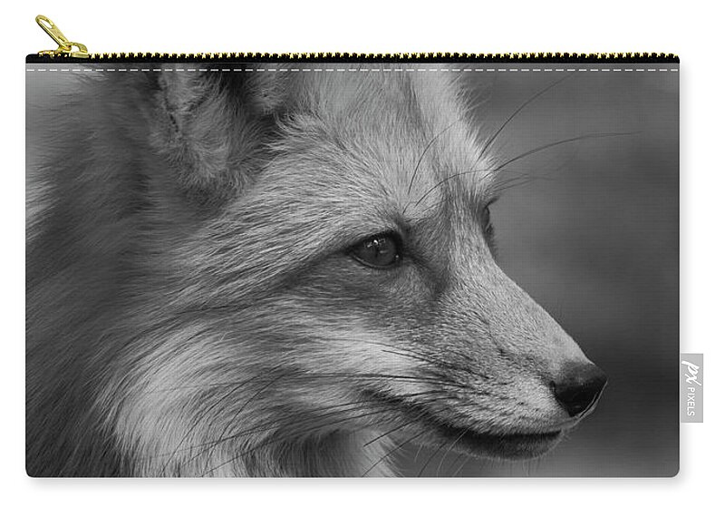 Tl Wilson Photography Zip Pouch featuring the photograph Red Fox Portrait in Black and White by Teresa Wilson