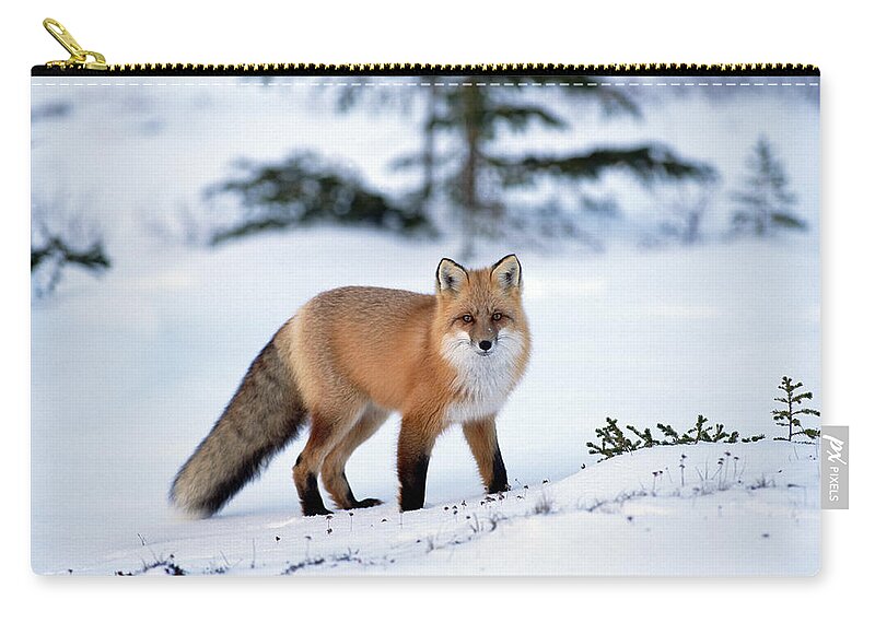 Mp Zip Pouch featuring the photograph Red Fox Vulpes Vulpes Portrait by Konrad Wothe
