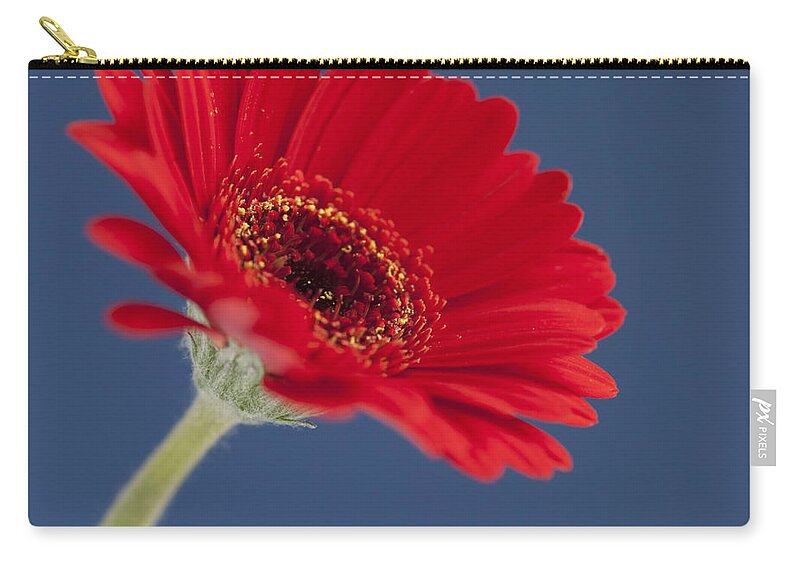 Flower Zip Pouch featuring the photograph Red Gerbera - Square. by John Paul Cullen