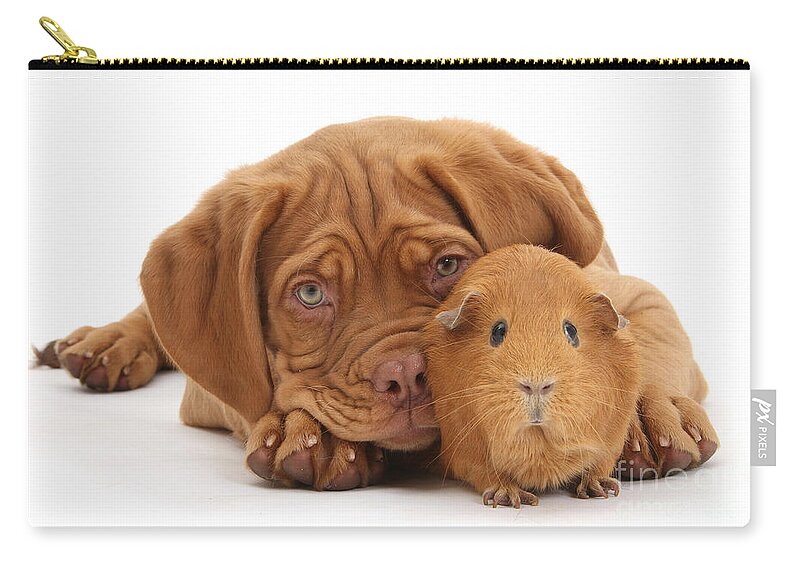 Guinea Pig Zip Pouch featuring the photograph Red Guinea pig and Dogue de Bordeaux by Warren Photographic